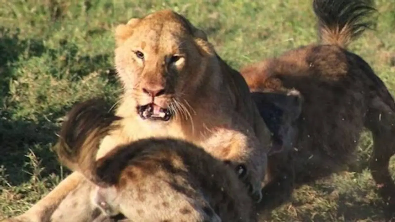 ಹಾಲು ಆರೋಗ್ಯಕ್ಕೆ ಒಳ್ಳೆಯದು ನಿಜ, ಆದ್ರೆ ಸಿಂಹಿಣಿ ಹಾಲು ಕುಡಿದ್ರೆ ಏನಾಗುತ್ತೆ? 