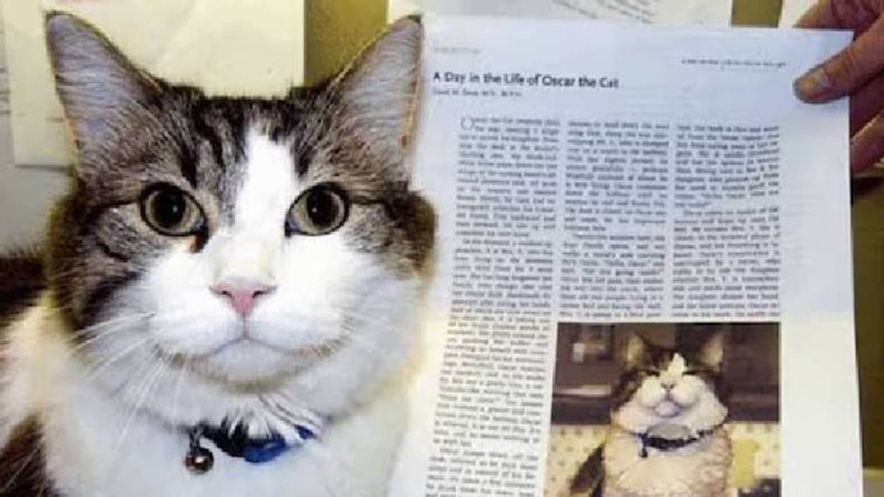 മരണത്തിൻറെ മാലാഖ; നൂറിലധികം ആളുകളുടെ മരണം പ്രവചിച്ച ഒരു പൂച്ച! മരണത്തിൻറെ മാലാഖ; നൂറിലധികം ആളുകളുടെ മരണം പ്രവചിച്ച ഒരു പൂച്ച!