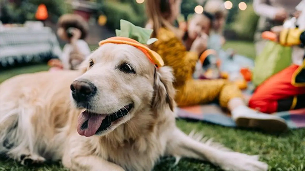 Navratri 2023: From garba fetch to puzzle toys, pet friendly celebration ideas Navratri 2023: From garba fetch to puzzle toys, pet friendly celebration ideas