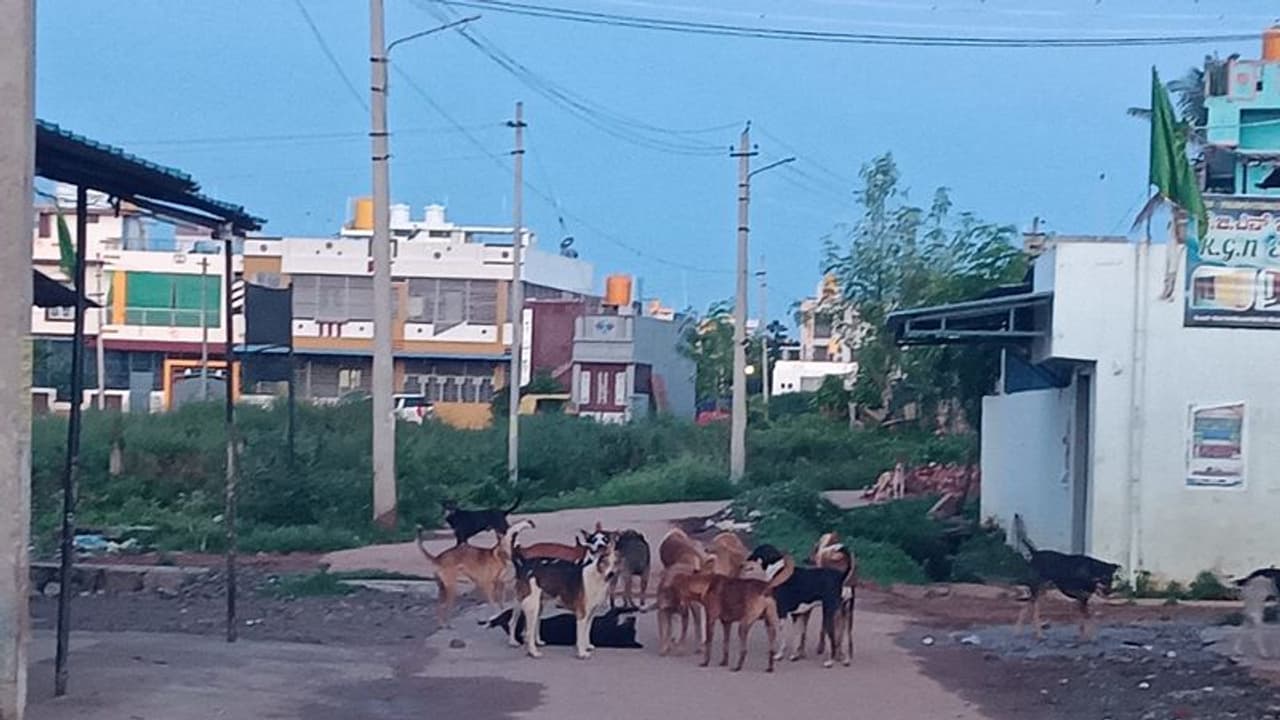 ತುಮಕೂರು : ಬೀದಿ ನಾಯಿ ಹಾವಳಿ ನಿಯಂತ್ರಣಕ್ಕೆ ಆಗ್ರಹ ತುಮಕೂರು : ಬೀದಿ ನಾಯಿ ಹಾವಳಿ ನಿಯಂತ್ರಣಕ್ಕೆ ಆಗ್ರಹ