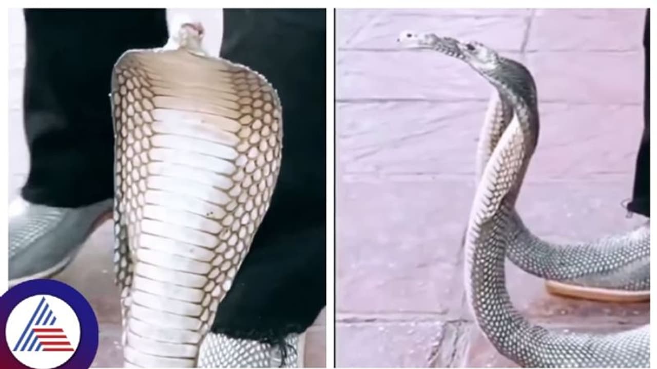 ಶೂ ಒಳಗೆ ಹಾವು ಕಂಡಿದ್ದೀರಿ, ಹಾವಿನ ಶೂ ನೋಡಿದ್ದೀರಾ? ಶೂ ಒಳಗೆ ಹಾವು ಕಂಡಿದ್ದೀರಿ, ಹಾವಿನ ಶೂ ನೋಡಿದ್ದೀರಾ?