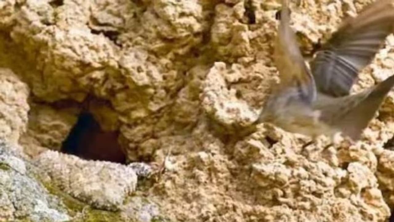 പതിയിരുന്ന് പാമ്പ്, ഒന്നുമറിയാതെ പക്ഷി, പിന്നെ സംഭവിച്ചത്; ഞെട്ടി കണ്ണടച്ചുപോകുന്ന വീഡിയോ പതിയിരുന്ന് പാമ്പ്, ഒന്നുമറിയാതെ പക്ഷി, പിന്നെ സംഭവിച്ചത്; ഞെട്ടി കണ്ണടച്ചുപോകുന്ന വീഡിയോ