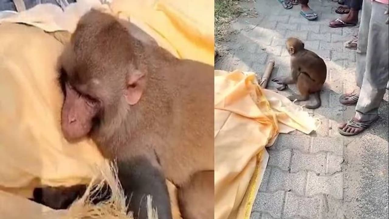 ഭക്ഷണം നൽകിയിരുന്നയാൾ മരിച്ചു, സംസ്കാരചടങ്ങിൽ പങ്കെടുക്കാൻ 40 കിമി സഞ്ചരിച്ച് കുരങ്ങ്; കണ്ണ് നനയിക്കും വീഡിയോ