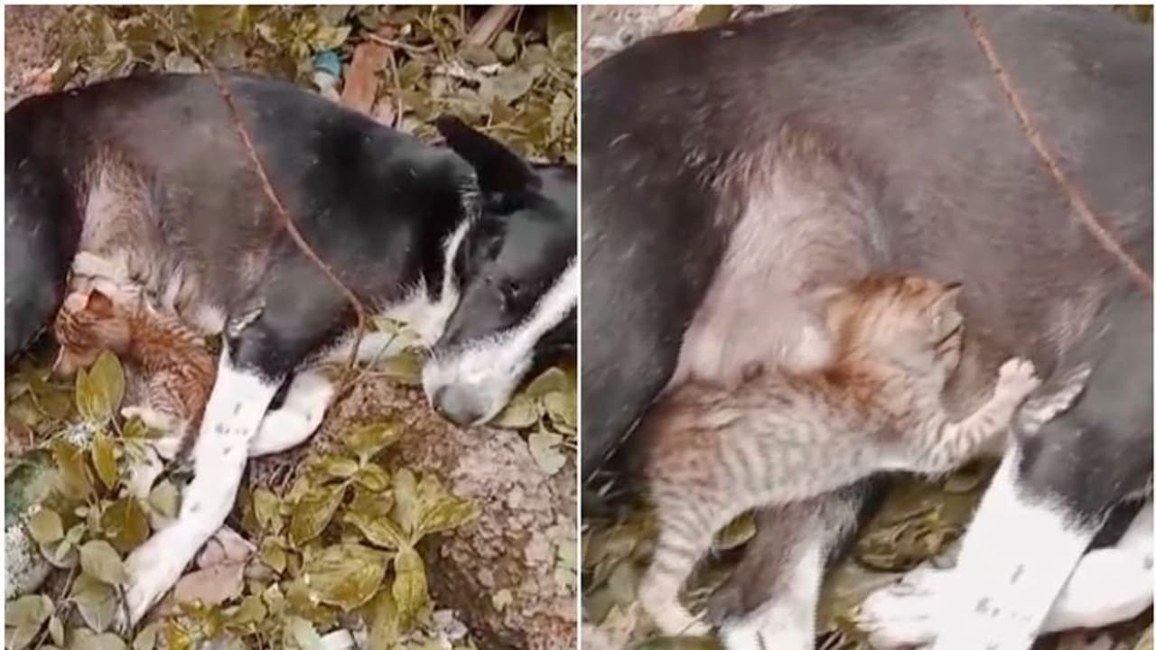 പെറ്റമ്മയില്ലെങ്കിലും പോറ്റമ്മയായി ഞാനില്ലേ! പൂച്ചക്കു‍ഞ്ഞിനെ നെഞ്ചോടു ചേര്‍ത്ത് പാലൂട്ടി വളര്‍ത്തി തെരുവുനായ