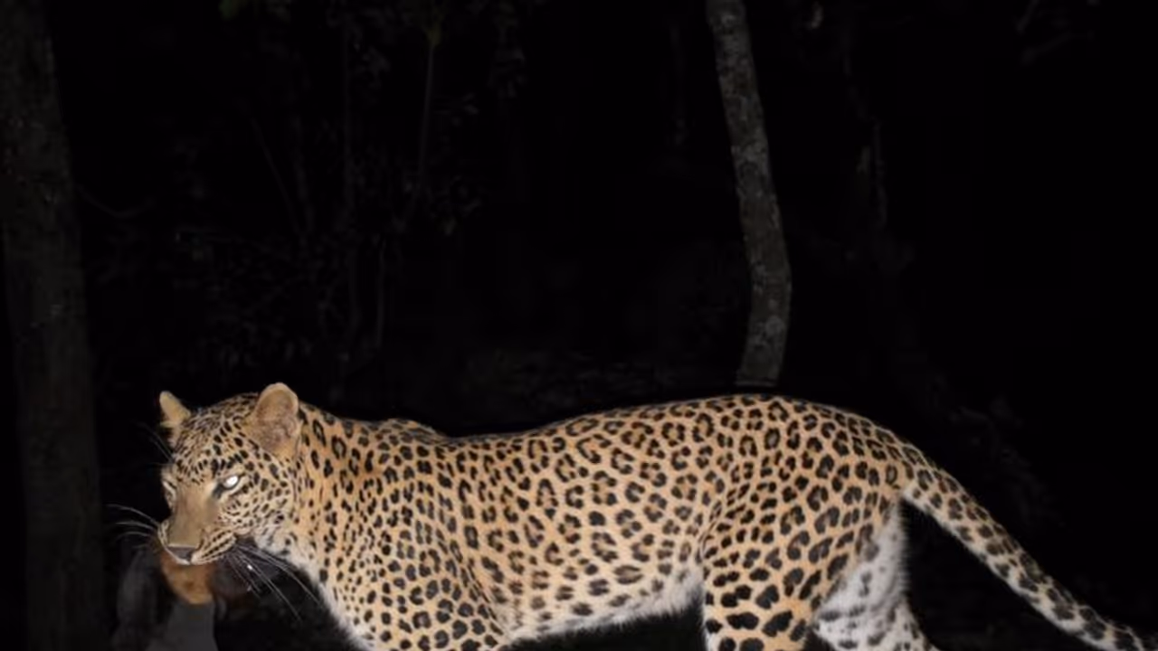 ದೇವರಾಯನದುರ್ಗ: ಬಾವಲಿಗಳ ಬೇಟೆಯಾಡುವ ಚಿರತೆಯ ಅಪರೂಪದ ಫೋಟೋ ವೈರಲ್‌