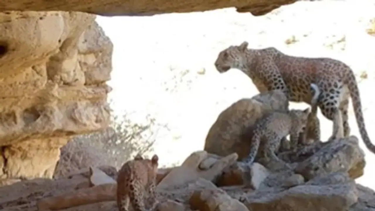 ട്രാപ്പ് ക്യാമറയിൽ പതിഞ്ഞ പേർഷ്യൻ പുള്ളിപ്പുലിയുടെ കുടുംബവിശേഷം; വൈറലായി വീഡിയോ ട്രാപ്പ് ക്യാമറയിൽ പതിഞ്ഞ പേർഷ്യൻ പുള്ളിപ്പുലിയുടെ കുടുംബവിശേഷം; വൈറലായി വീഡിയോ