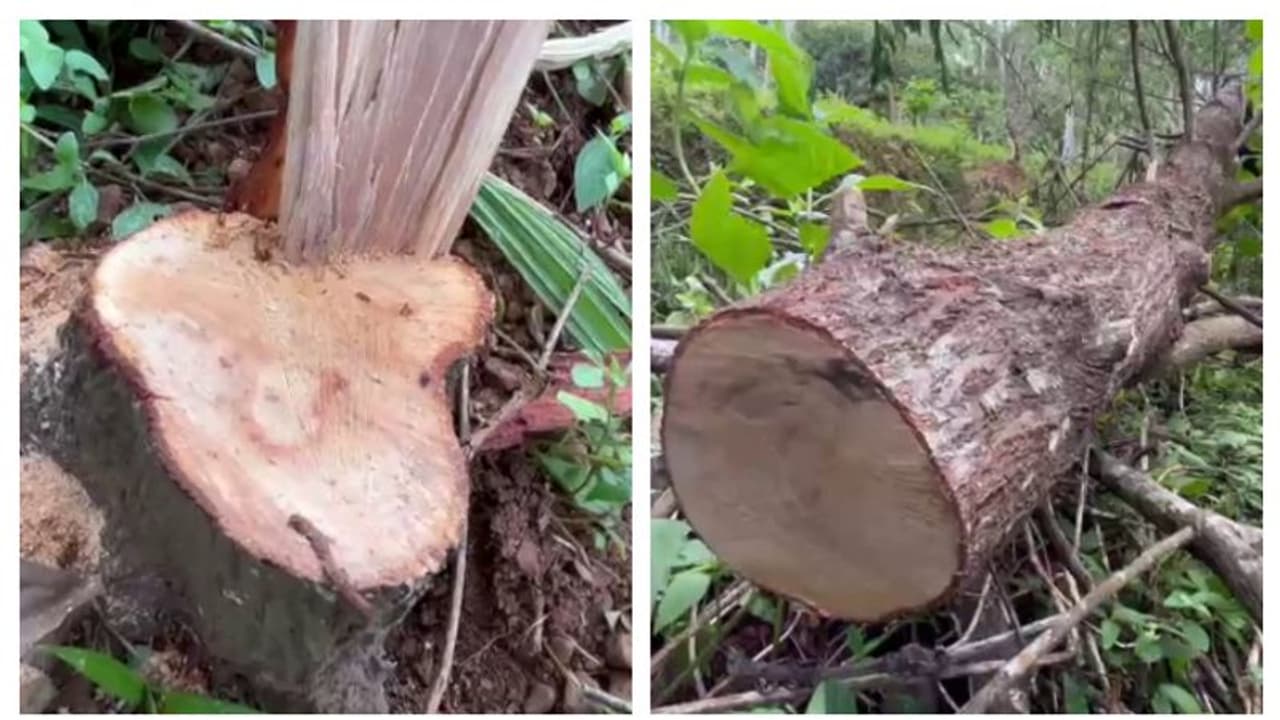 പള്ളി വളപ്പിൽ മരം മുറിക്കാനുള്ള വാൾ മറന്നുവെച്ചു; ചന്ദനം മുറിക്കാൻ കള്ളൻ വീണ്ടുമെത്തി; നാട്ടുകാർ പിടികൂടി പള്ളി വളപ്പിൽ മരം മുറിക്കാനുള്ള വാൾ മറന്നുവെച്ചു; ചന്ദനം മുറിക്കാൻ കള്ളൻ വീണ്ടുമെത്തി; നാട്ടുകാർ പിടികൂടി