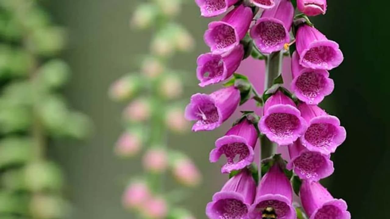 ഹൃദയാഘാതത്തിന് കാരണമാകുന്ന പൂവ്! ഇങ്ങനെയൊരു പൂവിനെ കുറിച്ച് അറിയാമോ? ഹൃദയാഘാതത്തിന് കാരണമാകുന്ന പൂവ്! ഇങ്ങനെയൊരു പൂവിനെ കുറിച്ച് അറിയാമോ?