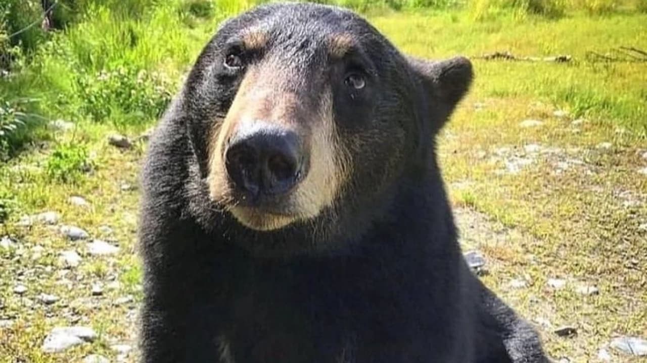 జూ పార్కులో విషాదం.. ఎలుగుబంటి దాడిలో ఉద్యోగి మృతి.. జూ పార్కులో విషాదం.. ఎలుగుబంటి దాడిలో ఉద్యోగి మృతి..