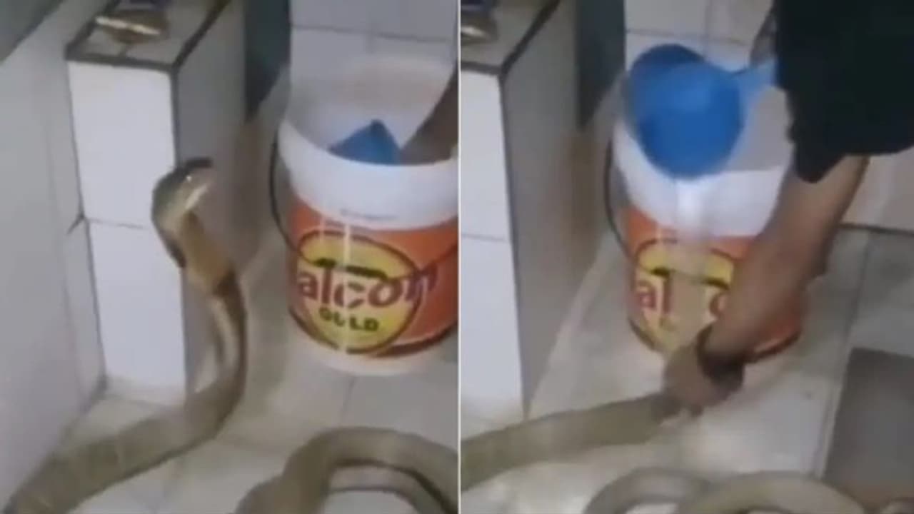 രാജവെമ്പാലയെ ബാത്ത്റൂമില് കുളിപ്പിക്കുന്ന മനുഷ്യൻ; പേടിപ്പെടുത്തുന്ന വീഡിയോ ഷെയര് ചെയ്ത് നിരവധി പേര് രാജവെമ്പാലയെ ബാത്ത്റൂമില് കുളിപ്പിക്കുന്ന മനുഷ്യൻ; പേടിപ്പെടുത്തുന്ന വീഡിയോ ഷെയര് ചെയ്ത് നിരവധി പേര്