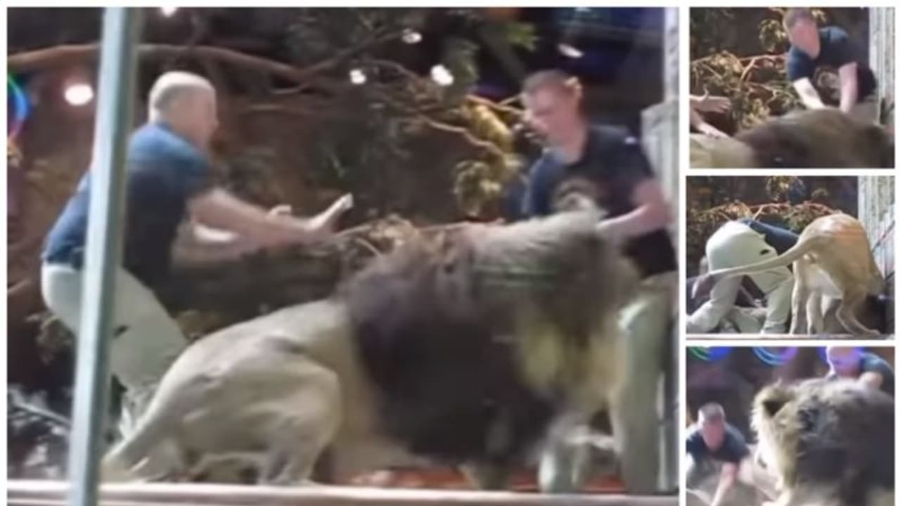 കാഴ്ചക്കാർ നോക്കി നില്ക്കെ മൃഗശാല ജീവനക്കാരനെ ആക്രമിച്ച് സിംഹം; ചങ്കിടിപ്പിക്കുന്ന വീഡിയോ ! കാഴ്ചക്കാർ നോക്കി നില്ക്കെ മൃഗശാല ജീവനക്കാരനെ ആക്രമിച്ച് സിംഹം; ചങ്കിടിപ്പിക്കുന്ന വീഡിയോ !