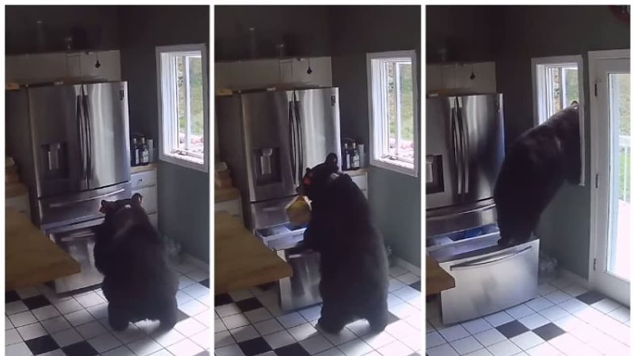 നിങ്ങളിത് കാണുക, അടുക്കളയിലെ ഫ്രിഡ്ജില് നിന്നും ഭക്ഷണമെടുത്ത് 'നൈസായി മുങ്ങുന്ന' കരടി; വീഡിയോ വൈറല് ! നിങ്ങളിത് കാണുക, അടുക്കളയിലെ ഫ്രിഡ്ജില് നിന്നും ഭക്ഷണമെടുത്ത് 'നൈസായി മുങ്ങുന്ന' കരടി; വീഡിയോ വൈറല് !