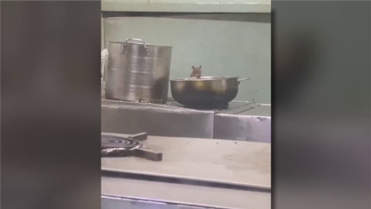 ട്രെയിനിലെ പാൻട്രീകാറിൽ ഭക്ഷണം തിന്ന് എലികൾ, യാത്രക്കാരന് പകര്ത്തിയ ദൃശ്യങ്ങൾ വൈറല്, സ്ഥിരീകരിച്ച് റെയിൽവേ ട്രെയിനിലെ പാൻട്രീകാറിൽ ഭക്ഷണം തിന്ന് എലികൾ, യാത്രക്കാരന് പകര്ത്തിയ ദൃശ്യങ്ങൾ വൈറല്, സ്ഥിരീകരിച്ച് റെയിൽവേ