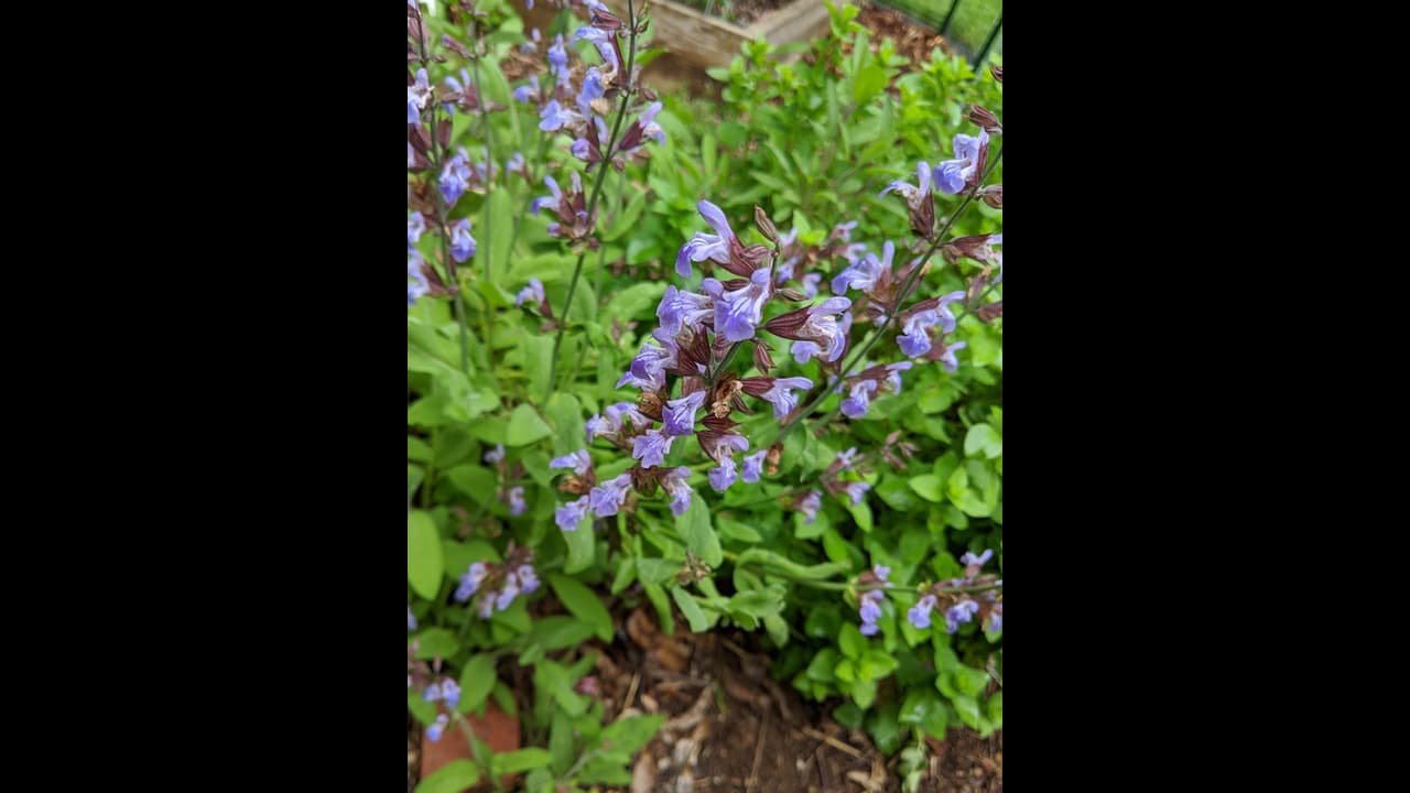 ಹೊಸ ವರ್ಷದಲ್ಲಿ ಮನೆಯಲ್ಲಿ ಈ ಗಿಡಗಳನ್ನು ನೆಡಿ, ಸಂಪತ್ತು ಹೆಚ್ಚಾಗುತ್ತದೆ.