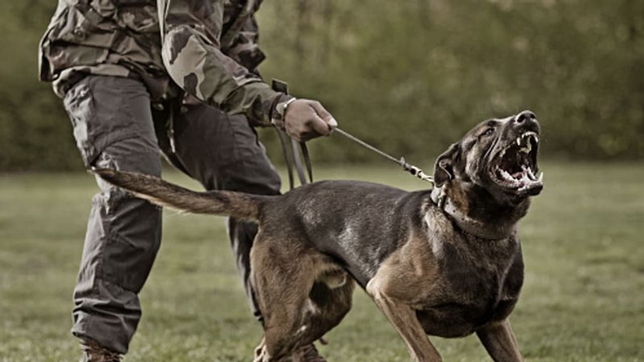 ദമ്പതികള്‍ക്ക് ജോലി വാഗ്ദാനം ചെയ്തു; നിരസിച്ചപ്പോള്‍ മകളെ പട്ടിയെ കൊണ്ട് കടിപ്പിച്ചു; പിന്നീട് സംഭവിച്ചത് !