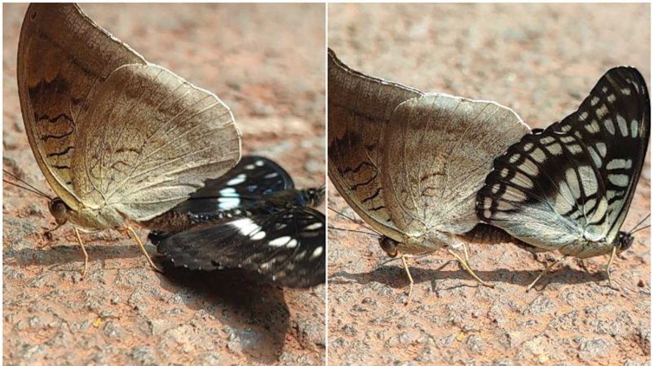 ഒറ്റ വരയൻ സെർജന്റും ഗ്രേ കൗണ്ടും! കണ്ണൂരിൽ വ്യത്യസ്ത ഇനങ്ങളിൽപെട്ട പൂമ്പാറ്റകളുടെ ഇണചേരൽ, അപൂർവ ദൃശ്യം ഒറ്റ വരയൻ സെർജന്റും ഗ്രേ കൗണ്ടും! കണ്ണൂരിൽ വ്യത്യസ്ത ഇനങ്ങളിൽപെട്ട പൂമ്പാറ്റകളുടെ ഇണചേരൽ, അപൂർവ ദൃശ്യം