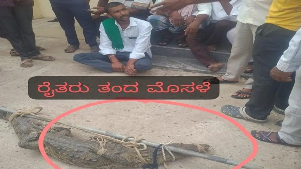 Power woes force Karnataka farmers to drop live crocodile at HESCOM office in Vijayapura