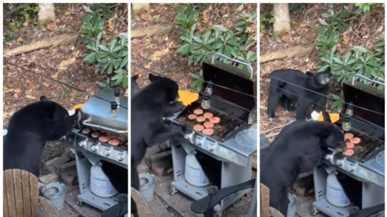 ബാര്ബിക്യു പാര്ട്ടിക്ക് ക്ഷണിക്കാതെ വന്ന അതിഥികള് ഭക്ഷണം കഴിച്ച് സുഖമായി മടങ്ങി ! ബാര്ബിക്യു പാര്ട്ടിക്ക് ക്ഷണിക്കാതെ വന്ന അതിഥികള് ഭക്ഷണം കഴിച്ച് സുഖമായി മടങ്ങി !