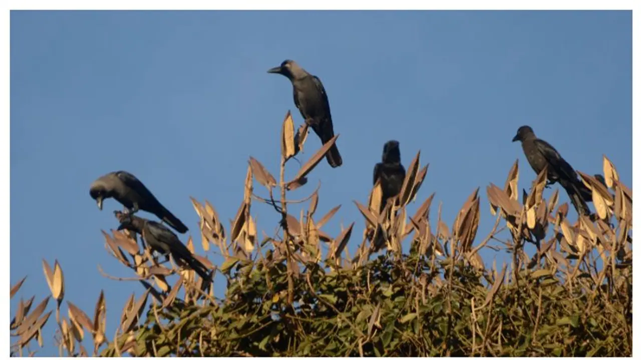 ഇന്ത്യൻ കാക്കകളെ കൊണ്ട് 'പൊറുതിമുട്ടി'; ഇത്തവണ കര്ശന നിയന്ത്രണം, തുരത്താൻ വീണ്ടും നടപടിയുമായി സൗദി ഇന്ത്യൻ കാക്കകളെ കൊണ്ട് 'പൊറുതിമുട്ടി'; ഇത്തവണ കര്ശന നിയന്ത്രണം, തുരത്താൻ വീണ്ടും നടപടിയുമായി സൗദി