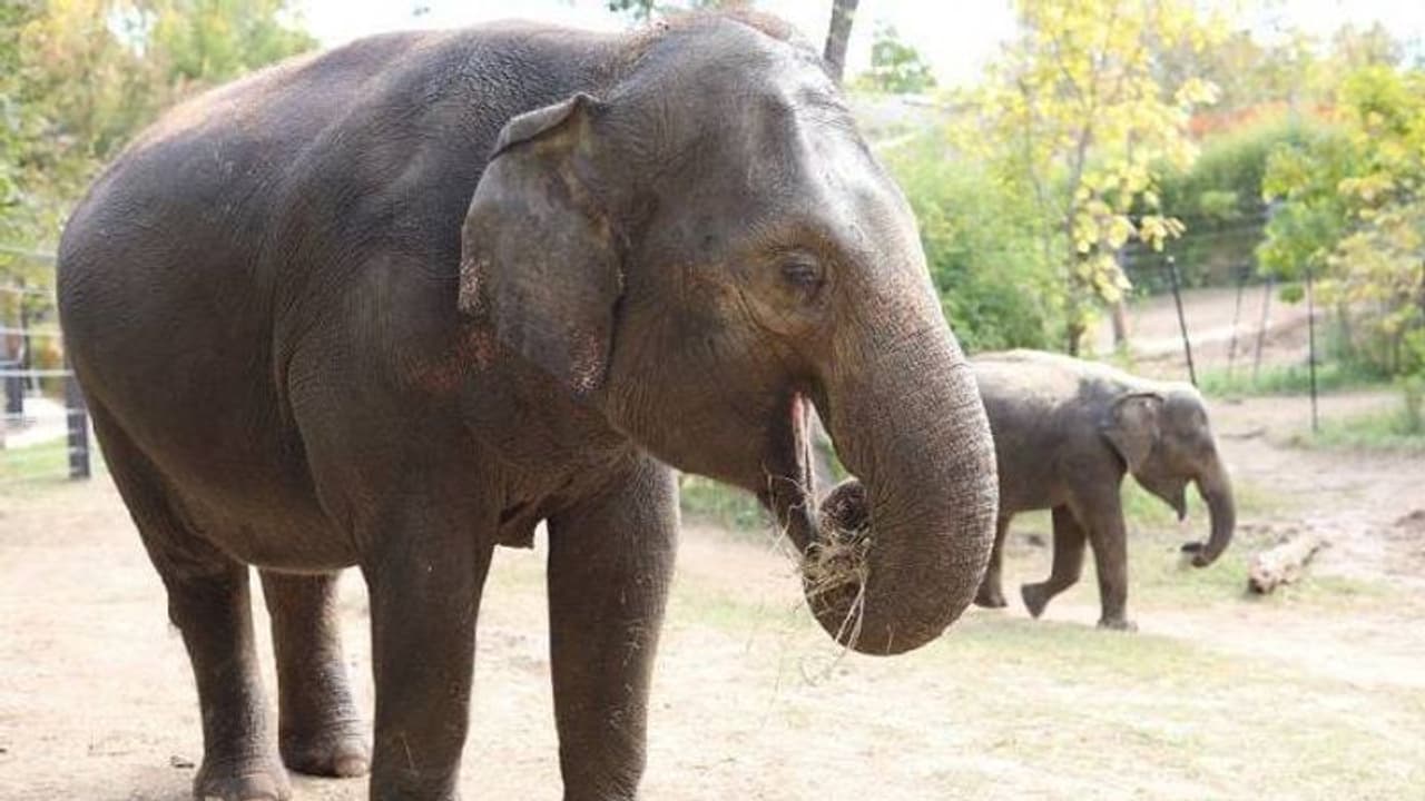 മൃഗശാലയിൽ നായ കയറി, പേടിച്ചോടിയ 27 കാരി 'റാണി' ചരിഞ്ഞു മൃഗശാലയിൽ നായ കയറി, പേടിച്ചോടിയ 27 കാരി 'റാണി' ചരിഞ്ഞു