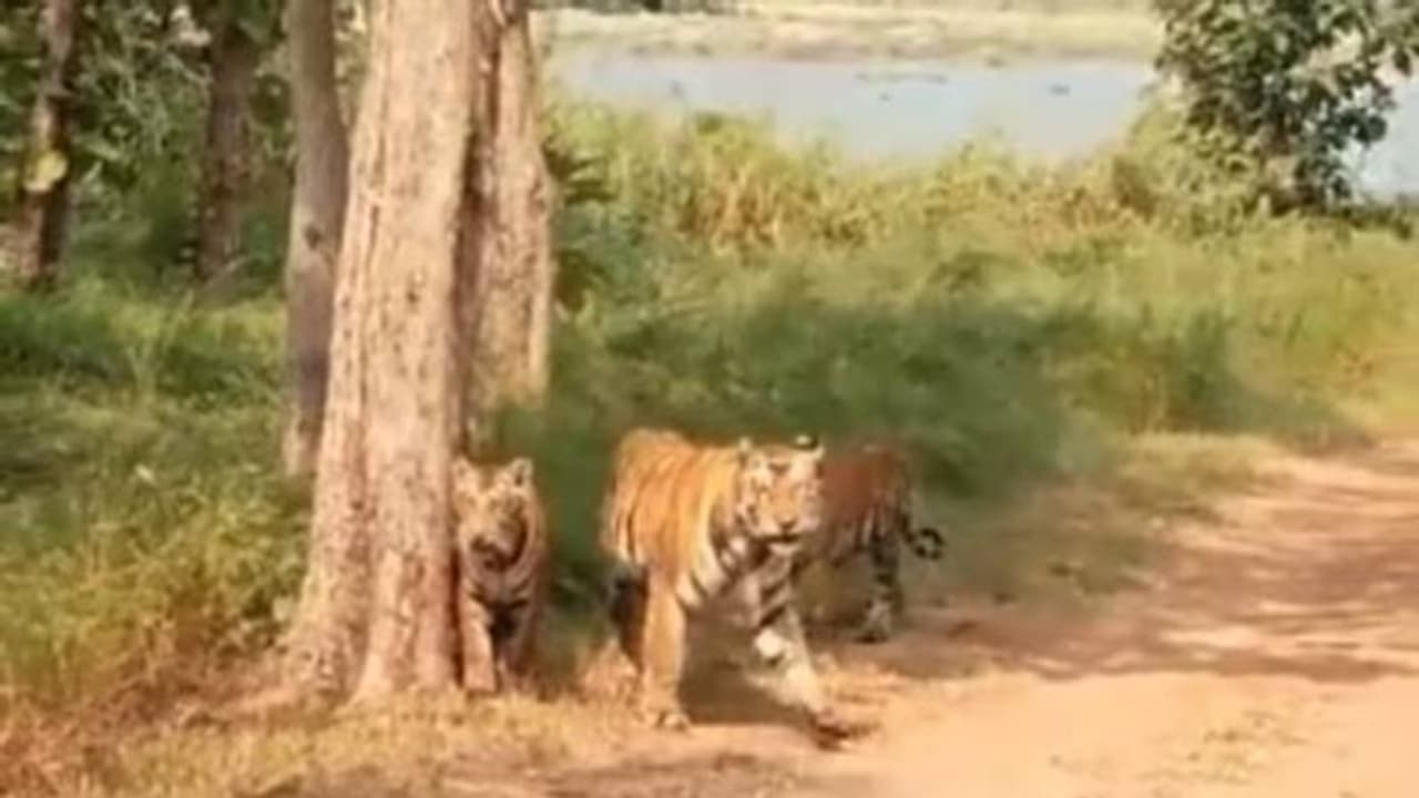 തൊട്ടടുത്ത് ശാന്തമായി നടന്നു നീങ്ങുന്ന കടുവക്കൂട്ടം; വീഡിയോ തൊട്ടടുത്ത് ശാന്തമായി നടന്നു നീങ്ങുന്ന കടുവക്കൂട്ടം; വീഡിയോ