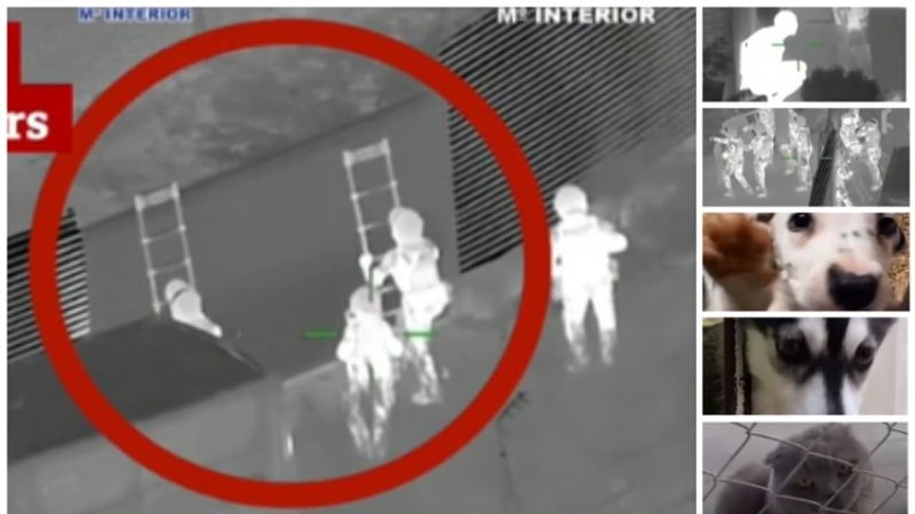 അനധികൃത മൃഗക്കടത്ത്; സാഹസീകമായി രക്ഷപ്പെടുത്തിയത് പട്ടിയും പൂച്ചയും അടക്കം 400 ല്‍ ഏറെ മൃഗങ്ങളെ !