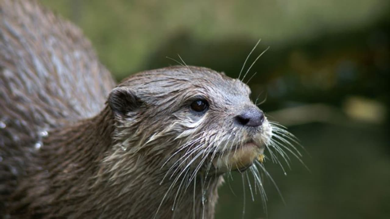ഇരുവഴിഞ്ഞി പുഴയിൽ വീണ്ടും നീർനായ ആക്രമണം; രണ്ട് വിദ്യാര്ഥികള്ക്ക് പരിക്ക് ഇരുവഴിഞ്ഞി പുഴയിൽ വീണ്ടും നീർനായ ആക്രമണം; രണ്ട് വിദ്യാര്ഥികള്ക്ക് പരിക്ക്