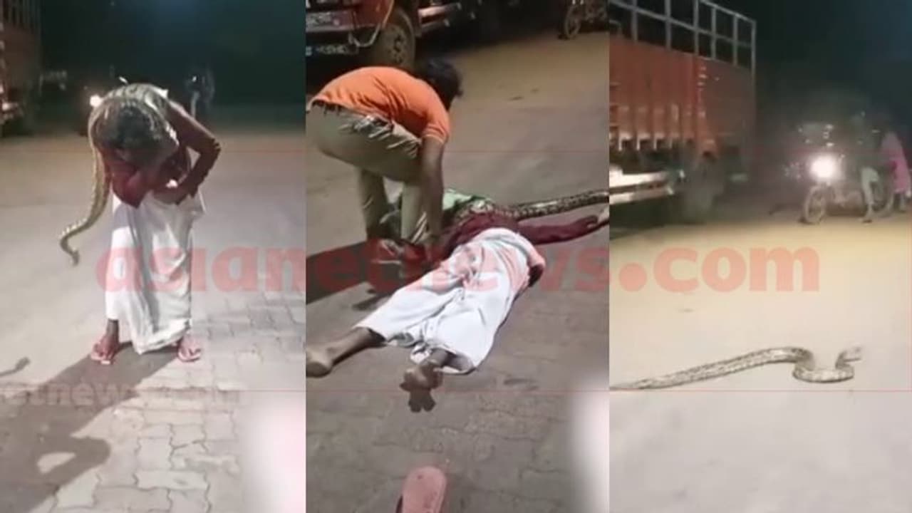 കണ്ണൂരിൽ മദ്യലഹരിയിൽ പെരുമ്പാമ്പിനെ ദേഹത്തിട്ടു; പാമ്പ് കഴുത്തിൽ വരിഞ്ഞുമുറുക്കി, ജീവൻ രക്ഷിച്ച് നാട്ടുകാർ കണ്ണൂരിൽ മദ്യലഹരിയിൽ പെരുമ്പാമ്പിനെ ദേഹത്തിട്ടു; പാമ്പ് കഴുത്തിൽ വരിഞ്ഞുമുറുക്കി, ജീവൻ രക്ഷിച്ച് നാട്ടുകാർ