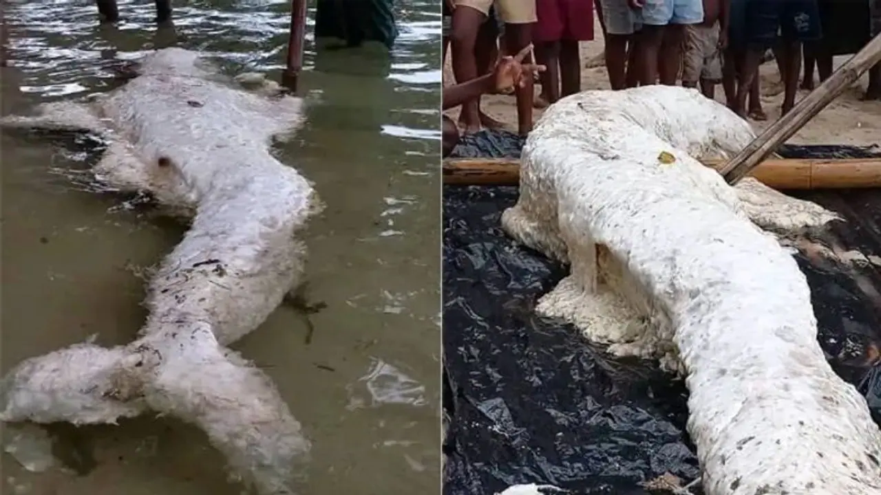 பப்புவா நியூ கினி கடற்கரை.. அடித்துவரப்பட்ட வினோத மிருகம்? உண்மையில் அது கடல்கன்னியா? குழப்பத்தில் நிபுணர்கள்!