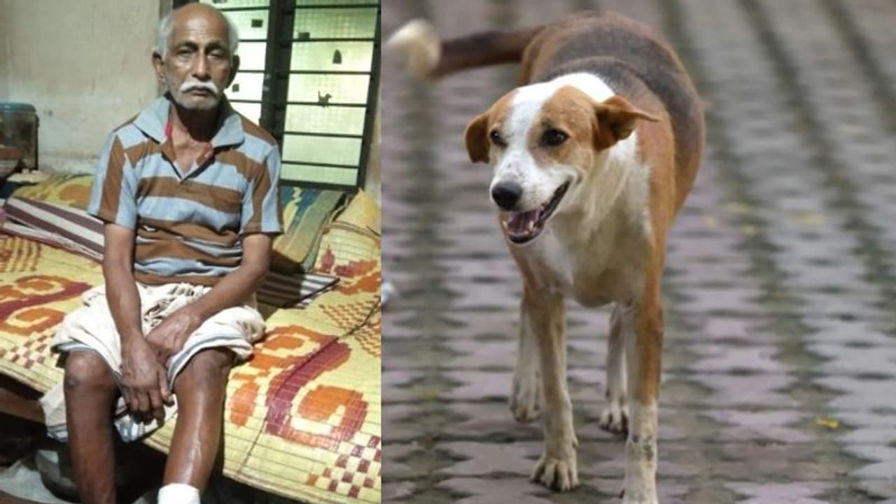 ചായക്കടയടച്ച് വീട്ടിലേക്ക് മടങ്ങുന്നതിനിടെ വയോധികനെ തെരുവുനായ ആക്രമിച്ചു, രക്ഷപ്പെടുത്തിയത് നാട്ടുകാർ ചായക്കടയടച്ച് വീട്ടിലേക്ക് മടങ്ങുന്നതിനിടെ വയോധികനെ തെരുവുനായ ആക്രമിച്ചു, രക്ഷപ്പെടുത്തിയത് നാട്ടുകാർ