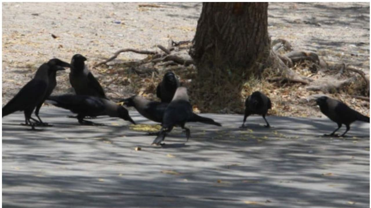 തിരിച്ച് പോകൂ ഒന്ന് പോകൂ! കോടികള് ചെലവായാലും പ്രശ്നമില്ല, 'കണ്ണിന് കൊത്തുന്ന ഇന്ത്യൻ കാക്കകളെ' തുരത്താൻ സൗദി തിരിച്ച് പോകൂ ഒന്ന് പോകൂ! കോടികള് ചെലവായാലും പ്രശ്നമില്ല, 'കണ്ണിന് കൊത്തുന്ന ഇന്ത്യൻ കാക്കകളെ' തുരത്താൻ സൗദി