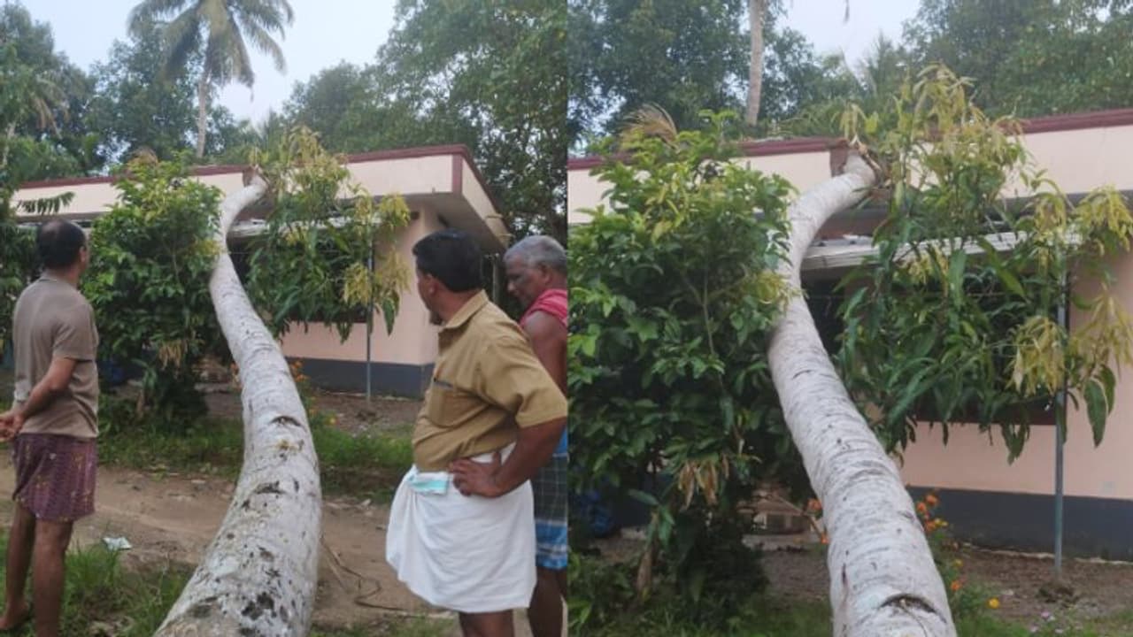 ശക്തമായ കാറ്റ്, വീടിന് മുകളിലേക്ക് തെങ്ങ് ഒടിഞ്ഞുവീണു; കിടപ്പുരോഗിയായ വയോധിക രക്ഷപ്പെട്ടത് തലനാരിഴയ്ക്ക്