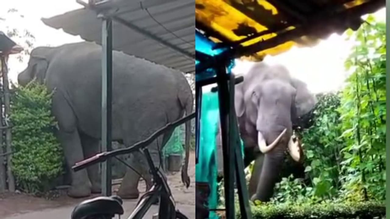 മൂന്നാറില് വീണ്ടും പടയപ്പ, അരി കിട്ടാത്തതില് അരിശം തീര്ത്തു, ബീന്സും പയറും തിന്ന് മടങ്ങി മൂന്നാറില് വീണ്ടും പടയപ്പ, അരി കിട്ടാത്തതില് അരിശം തീര്ത്തു, ബീന്സും പയറും തിന്ന് മടങ്ങി