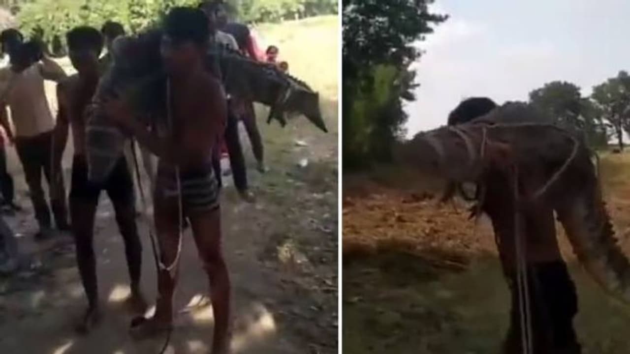 ശരിക്കും ബാഹുബലി തന്നെ, കൂറ്റൻ മുതലയെ ചുമലിലേറ്റി യുവാവ്..!