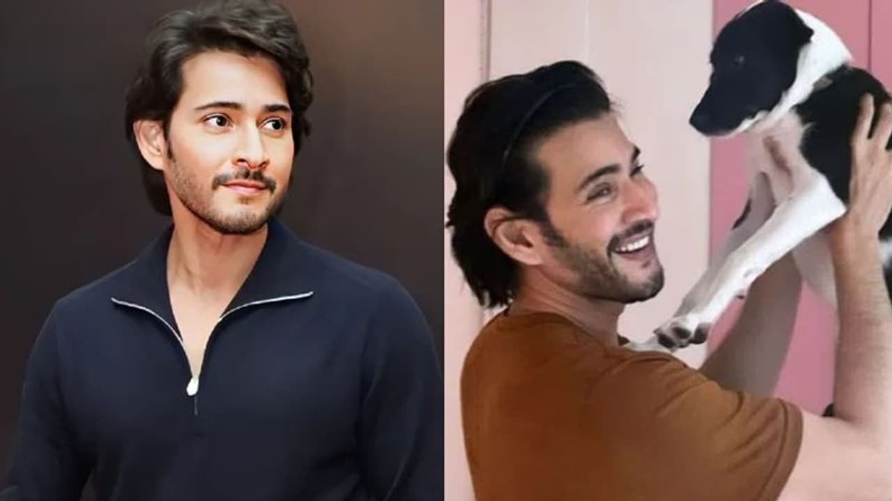 మహేష్ బాబు కొత్త లుక్ చూశారా..? కుక్కపిల్లను ముద్దు చేస్తున్న సూపర్ స్టార్... మహేష్ బాబు కొత్త లుక్ చూశారా..? కుక్కపిల్లను ముద్దు చేస్తున్న సూపర్ స్టార్...