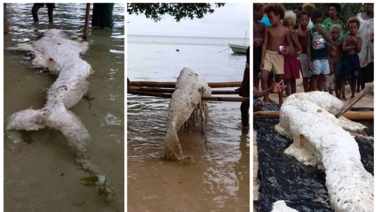 'ജലകന്യക'യോ, പാപ്പുവ ന്യൂ ഗിനിയയിന് തീരത്ത് അടിഞ്ഞത്? ഉത്തരമില്ലാതെ ശാസ്ത്രലോകം ! 'ജലകന്യക'യോ, പാപ്പുവ ന്യൂ ഗിനിയയിന് തീരത്ത് അടിഞ്ഞത്? ഉത്തരമില്ലാതെ ശാസ്ത്രലോകം !