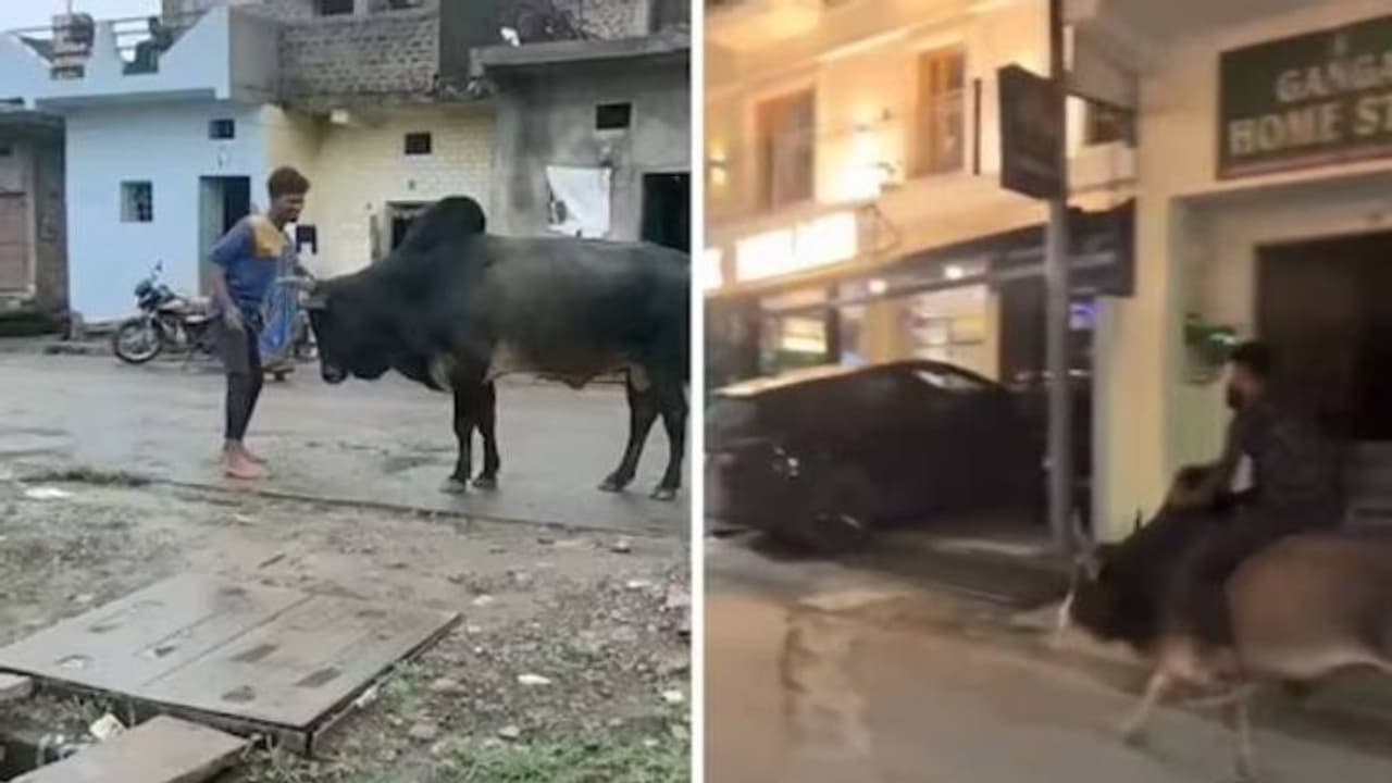 മദ്യപിച്ച് ലക്കുകെട്ട് കാളയോട് മുട്ടി, യുവാവിനെ പൊക്കിയെടുത്ത് നിലത്തെറിഞ്ഞു...