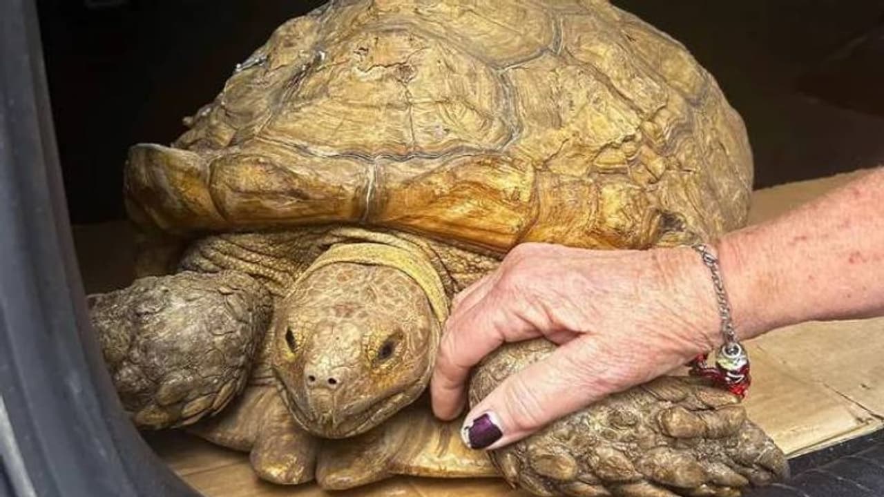 കാണാതായ ആമയെ മൂന്നരവർഷത്തിന് ശേഷം കണ്ടെത്തി, വീട്ടിൽ നിന്നും അഞ്ച് മൈൽ അകലെ..! കാണാതായ ആമയെ മൂന്നരവർഷത്തിന് ശേഷം കണ്ടെത്തി, വീട്ടിൽ നിന്നും അഞ്ച് മൈൽ അകലെ..!