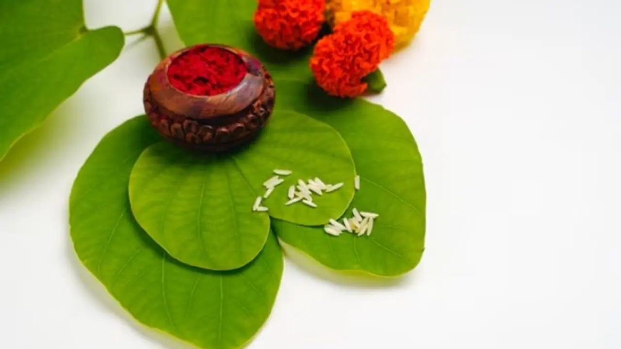 Vijayadashmi 2023: Why do people distribute 'Sona' or 'Apta' leaves on Dussehra? Read
