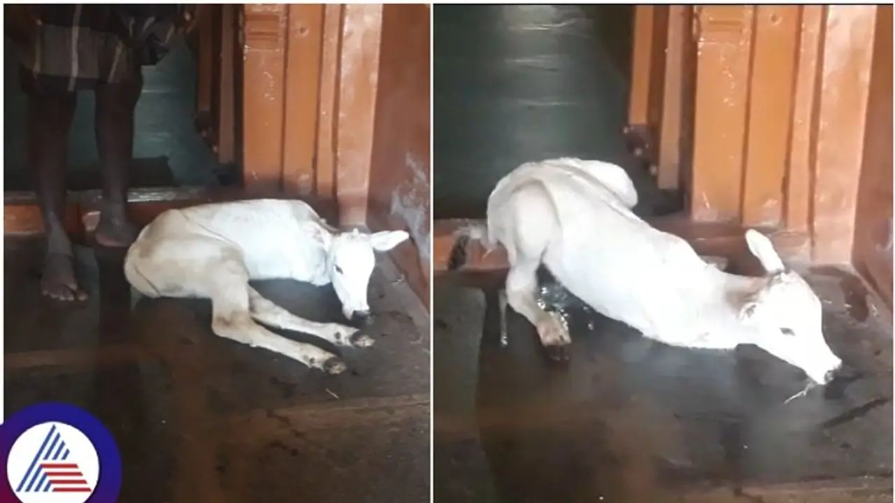 ಎರಡು ಕಾಲಿನ ಕರು ಜನನ: ಪರಶಿವನ ಪುನರ್ಜನ್ಮವೆಂದು ಪೂಜಿಸಿದ ಜನ ಎರಡು ಕಾಲಿನ ಕರು ಜನನ: ಪರಶಿವನ ಪುನರ್ಜನ್ಮವೆಂದು ಪೂಜಿಸಿದ ಜನ