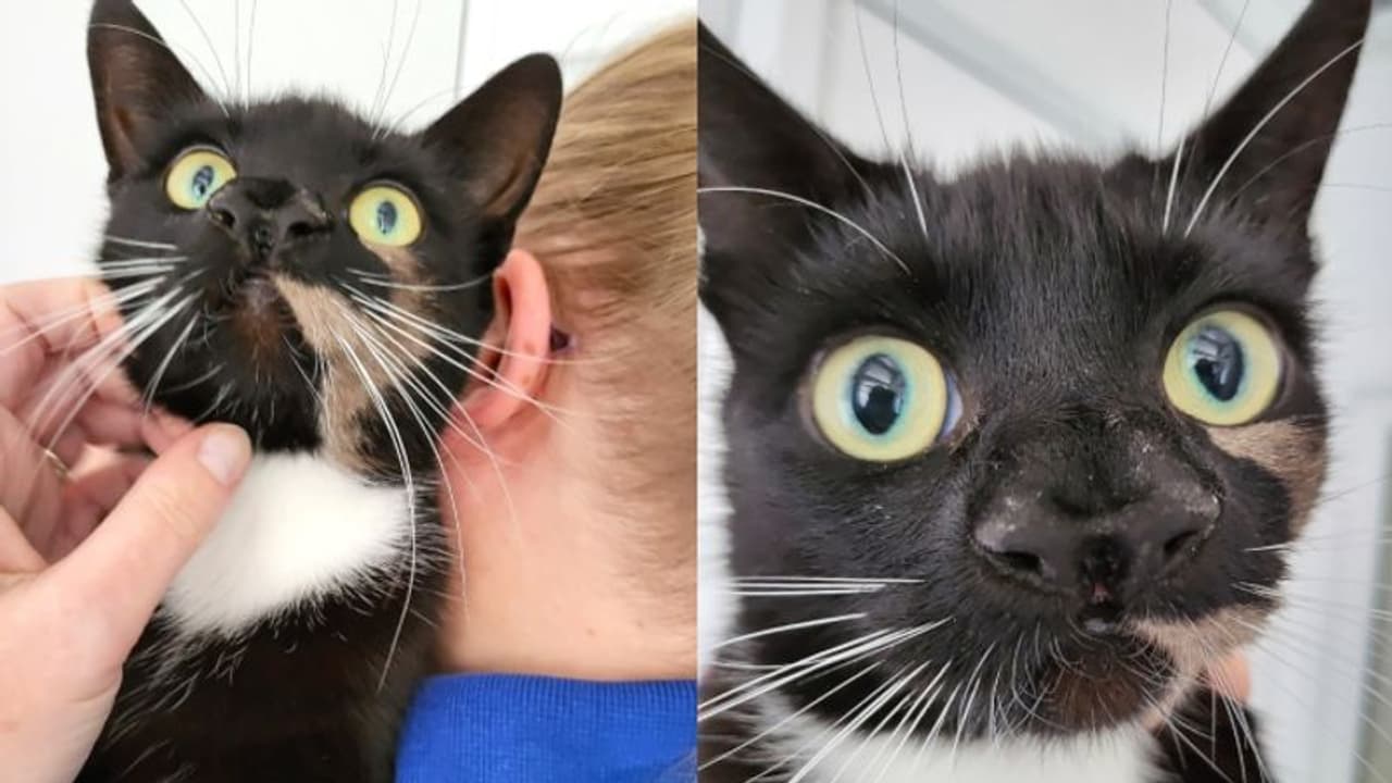 രണ്ട് മൂക്കുള്ള പൂച്ചയ്ക്ക് ഒരുടമയെ വേണം; വൈറലായി പരസ്യം... രണ്ട് മൂക്കുള്ള പൂച്ചയ്ക്ക് ഒരുടമയെ വേണം; വൈറലായി പരസ്യം...