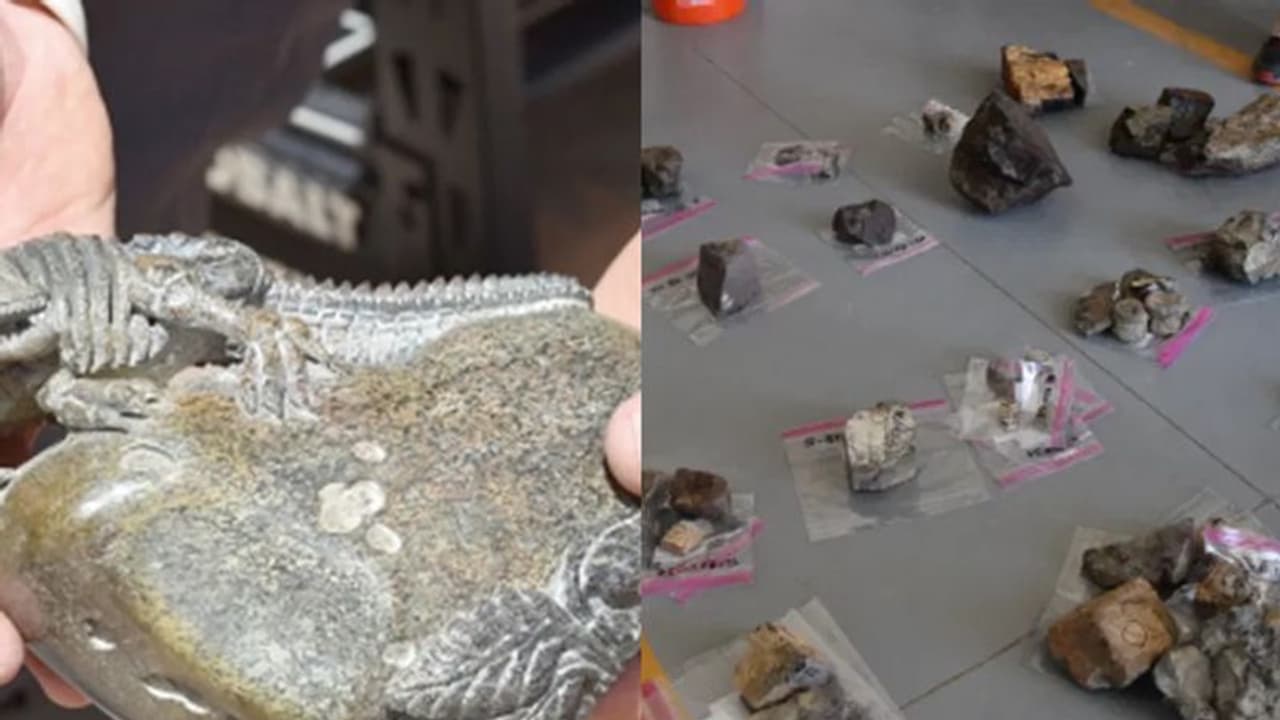 ദിനോസറിന്‍റെ അസ്ഥികള്‍ മോഷ്ടിച്ച് ചൈനയിലേക്ക് കയറ്റുമതി ചെയ്തു; കടത്തിയത് 8 കോടിയിലേറെ രൂപ വിലയുള്ള ഫോസിലുകള്‍