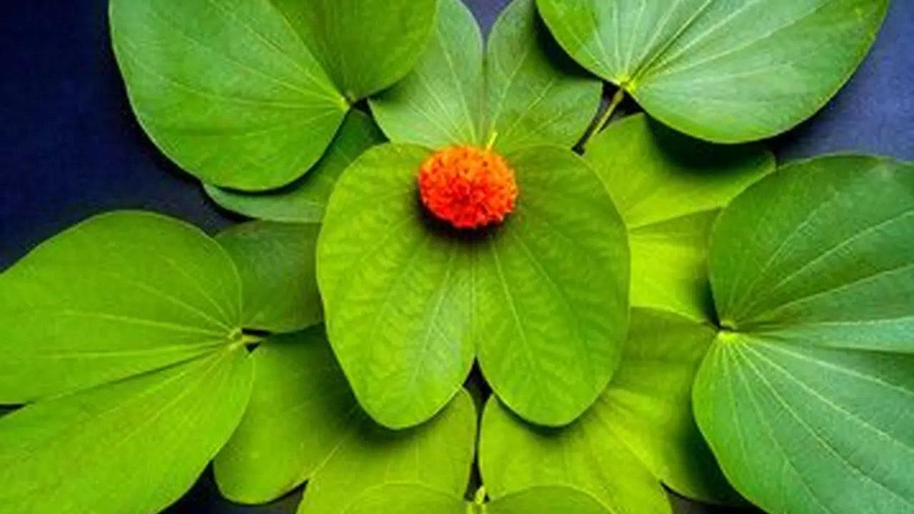 Apta leaves on Vijayadashami Dussehra Apta leaves on Vijayadashami Dussehra