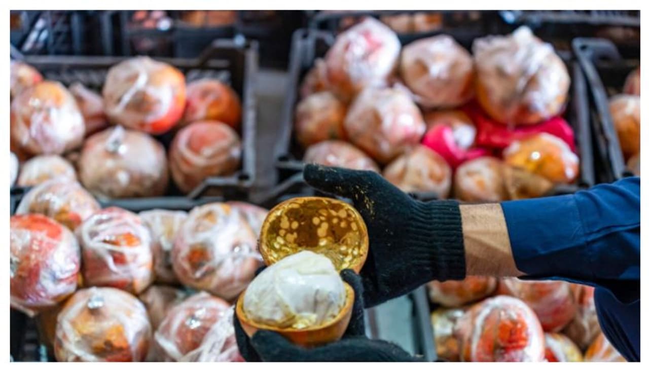 കര്ശന പരിശോധന; മാതളനാരങ്ങയ്ക്കുള്ളില് ഒളിപ്പിച്ച് കടത്താന് ശ്രമിച്ച 900,000 ലഹരി ഗുളികകള് പിടികൂടി കര്ശന പരിശോധന; മാതളനാരങ്ങയ്ക്കുള്ളില് ഒളിപ്പിച്ച് കടത്താന് ശ്രമിച്ച 900,000 ലഹരി ഗുളികകള് പിടികൂടി