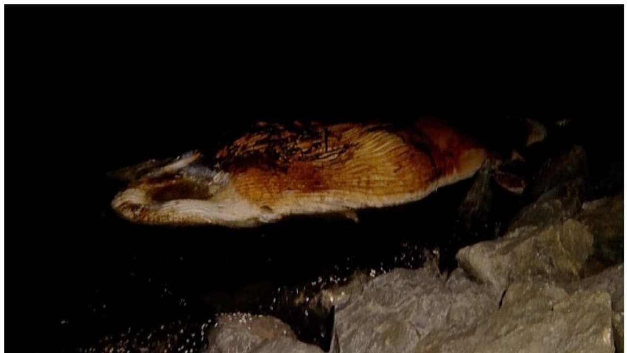 തിമിംഗലങ്ങള് ചത്തുപൊങ്ങുന്നത് എന്തുകൊണ്ട്? കാരണം കണ്ടെത്താന് കേന്ദ്ര സമുദ്ര മത്സ്യ ഗവേഷണ സ്ഥാപനം തിമിംഗലങ്ങള് ചത്തുപൊങ്ങുന്നത് എന്തുകൊണ്ട്? കാരണം കണ്ടെത്താന് കേന്ദ്ര സമുദ്ര മത്സ്യ ഗവേഷണ സ്ഥാപനം