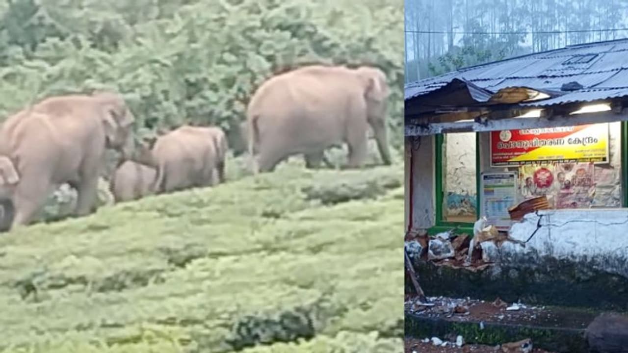 പടയപ്പക്ക് പിന്നാലെ കാട്ടാനകൾ കൂട്ടമായെത്തുന്നു, പുറത്തിറങ്ങാന് പോലുമാവാതെ തോട്ടം തൊഴിലാളികള് പടയപ്പക്ക് പിന്നാലെ കാട്ടാനകൾ കൂട്ടമായെത്തുന്നു, പുറത്തിറങ്ങാന് പോലുമാവാതെ തോട്ടം തൊഴിലാളികള്