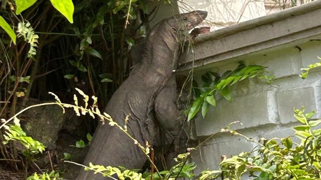 ಕೊಡಗಿನಲ್ಲಿ ಭಾರೀ ಗಾತ್ರದ ಉಡ ಪ್ರತ್ಯಕ್ಷ: ಫೋಟೋ ವೈರಲ್ ಕೊಡಗಿನಲ್ಲಿ ಭಾರೀ ಗಾತ್ರದ ಉಡ ಪ್ರತ್ಯಕ್ಷ: ಫೋಟೋ ವೈರಲ್