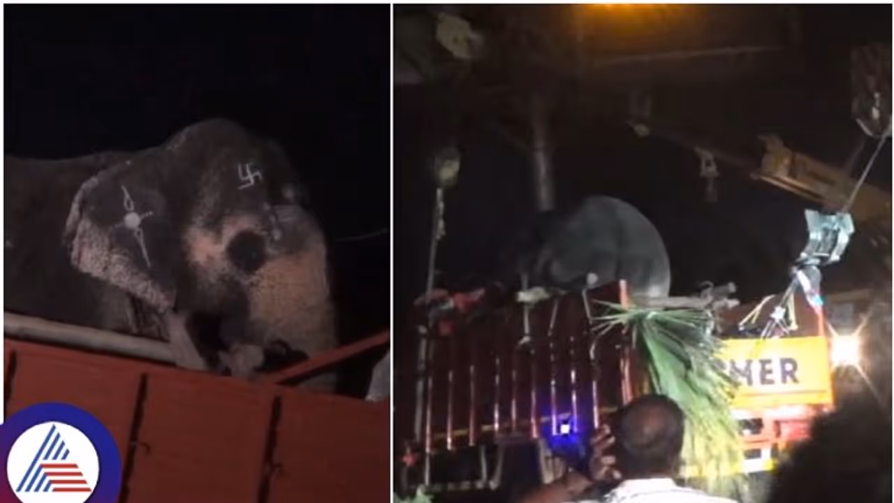 Krishnagiri: Driver killed in unfortunate accident while transporting Dasara elephant; check details Krishnagiri: Driver killed in unfortunate accident while transporting Dasara elephant; check details