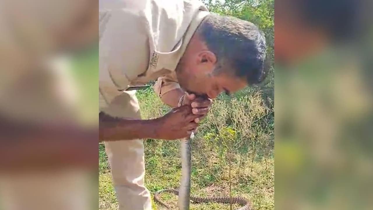 Unbelievable! Madhya Pradesh constable attempts CPR to revive snake; WATCH what happens next Unbelievable! Madhya Pradesh constable attempts CPR to revive snake; WATCH what happens next