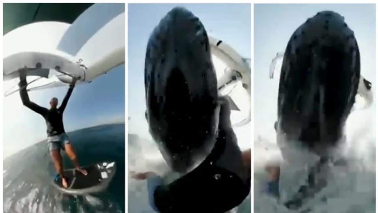 ഭാഗ്യം കൊണ്ട് രക്ഷപ്പെട്ടു ; സർഫിംഗിനിടെ തിമിംഗലം ഇടിച്ച് കടലിലേക്ക് മറിയുന്ന സർഫിംഗ് താരത്തിന്റെ വീഡിയോ ! ഭാഗ്യം കൊണ്ട് രക്ഷപ്പെട്ടു ; സർഫിംഗിനിടെ തിമിംഗലം ഇടിച്ച് കടലിലേക്ക് മറിയുന്ന സർഫിംഗ് താരത്തിന്റെ വീഡിയോ !